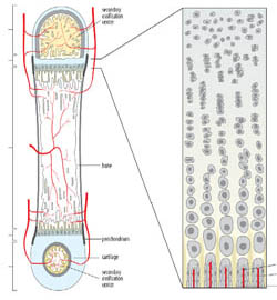 Bone Growth Plates