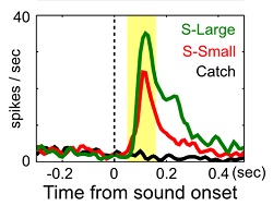 This is a line graph showing the number of times a neuron fired per second. this count is shown on the y axis. The x axis is time. The data shows that when animals had a smaller reaction time, they neurons in the basal forebrain fired more.