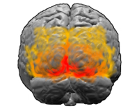 visual cortex