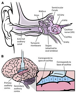 Ear Brain