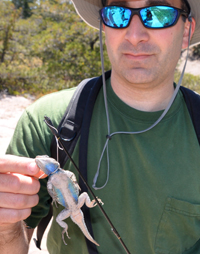 Long poles and string are used to capture lizards in the wild. catching lizards