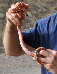 Angilletta holding an Arizona Mountain kingsnake. Angilletta holding a coral snake.