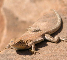 Sun bathing on a warm rock helps lizards warm up on chilly mornings. lizard sunbathing