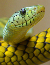 Angilletta spent his senior year of college studying green mamba snakes in Africa. green mambas