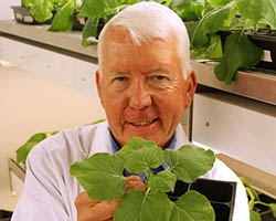 Charlie and colleagues have been using tobacco plants to try to create a medicine to treat Ebola. Charlie Arntzen
