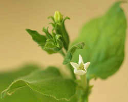 One tobacco plant (Nicotiana benthamiana) is turning out to be a very important plant for fighting disease in humans. Image by Charles Andres. Flowering tobacco