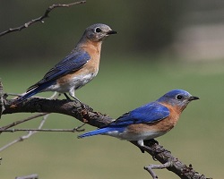 Many species of bird, like the bluebird, use day length as a signal for when it is time to pair up and mate. Image by Snowmanradio. Bluebird pair