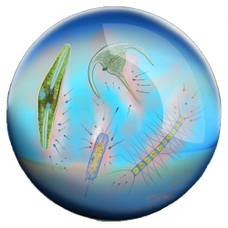 Picture of Legionella bacteria on an agar plate with ultraviolet light.
