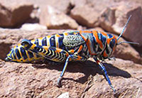 Arizona is home to many kinds of grasshoppers, such as this Rainbow (or Painted) Grasshopper Rainbow grasshopper