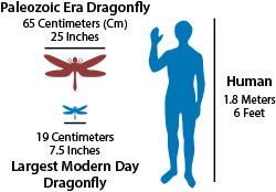 300 million years ago insects similar to the modern day dragonfly had wingspans up to 65 centimeters (cm).