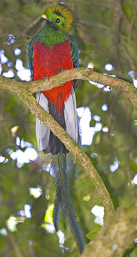 Resplendent Quetzal is the species of bird that inspired McGraw. (photo by: Peter Förster) Resplendent Quetzal