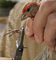 Kevin McGraw bands a house finch that will be part of a study on bird coloration. Kevin McGraw banding House Finch
