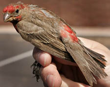 Not as colorful as the Resplendent Quetzal, color is still an important part of the life and survival of a house finch. House Finch