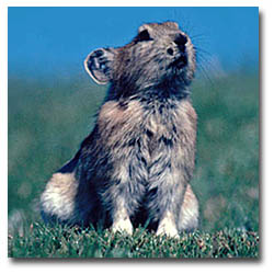 Plateau Pika. Pika on Tibetan Plateau