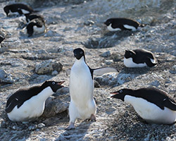 Adelie penguins in dirty snow