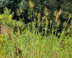 Panic grass