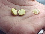 seeds in hand