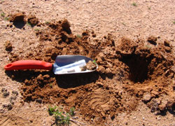 digging for ants