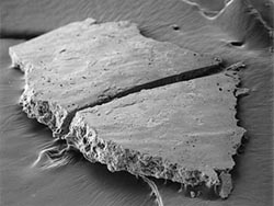 Remember to brush your teeth, or you will get a lot of this nasty looking plaque, also called tartar, stuck to them. tooth tartar