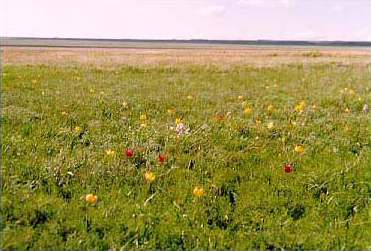 An open field with flowers