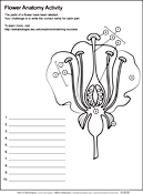 Flower Anatomy Worksheet