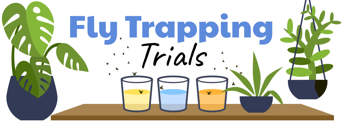 Fly Trapping Trials. A table with three cups surrounded by plants and flies.