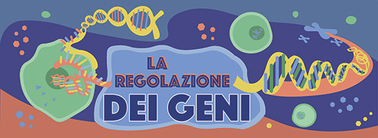Regolazione dei geni