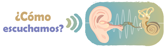 How do we hear? in spanish