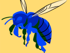 Orchid bee