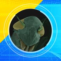 2012 Ugly Bug Contest image