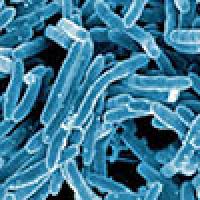 Tuberculosis bacteria