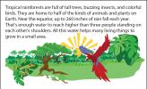 Tropical rainforest illustration