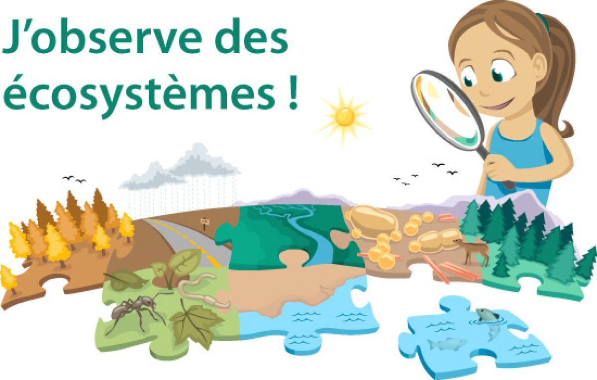 J’observe des écosystèmes!