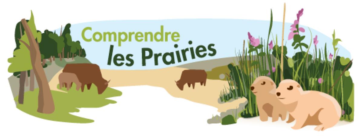 grasslands illustration