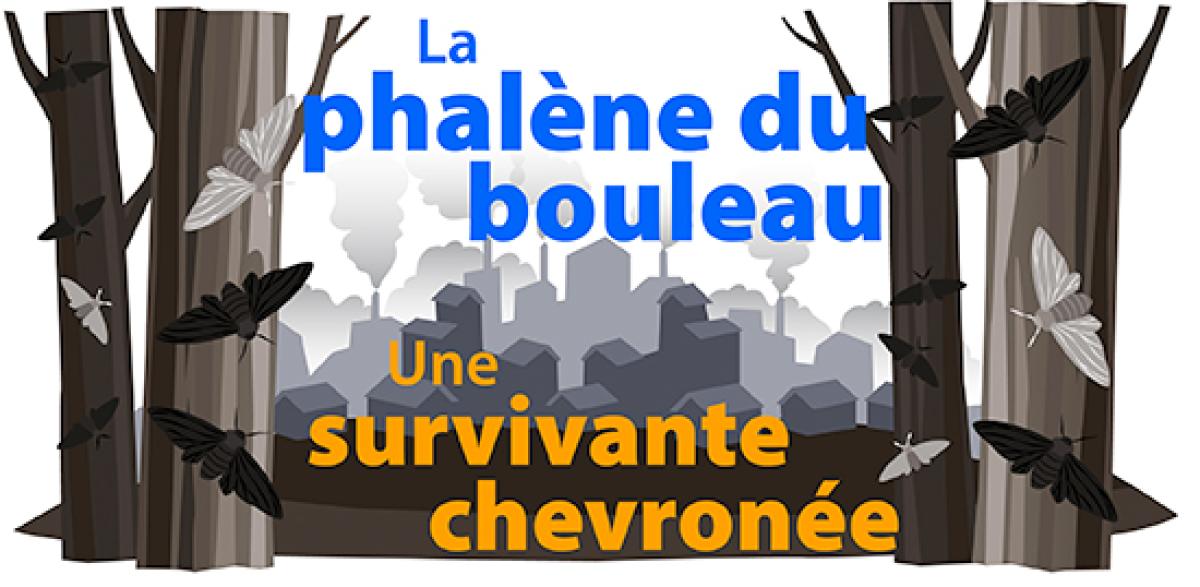 La phalene du bouleau: Une survivante chevronee