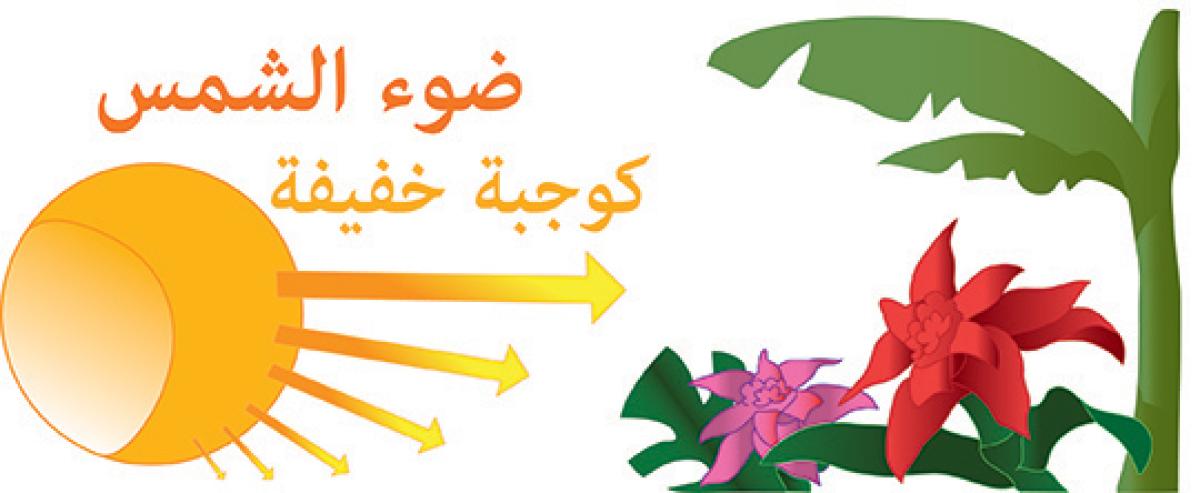 ضوء الشمس كوجبة خفيفة