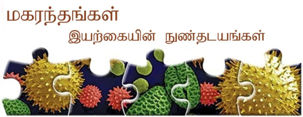 மகரந்தம்