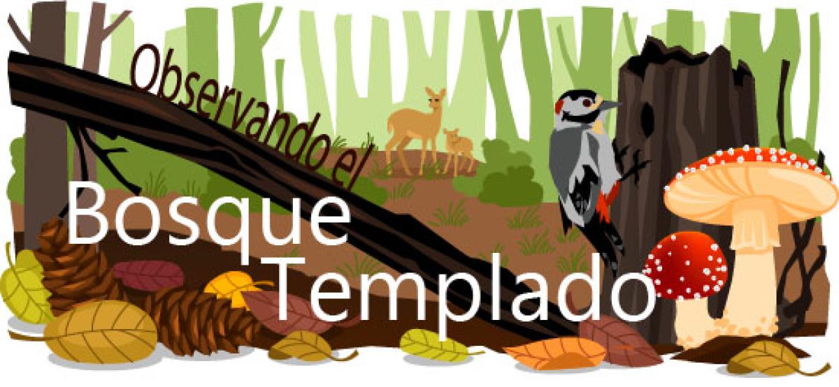 Observando el bosque templado