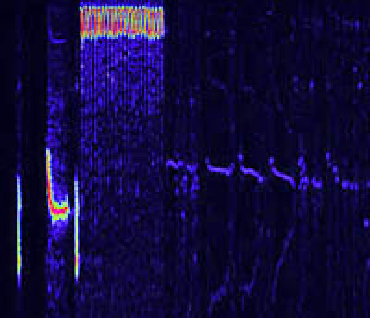 Este sonograma de color nos muestra que la voz de un gorrión bigotudo sonorense es así. Escucha y aprende más acerca de este gorrión en nuestro buscador de aves.