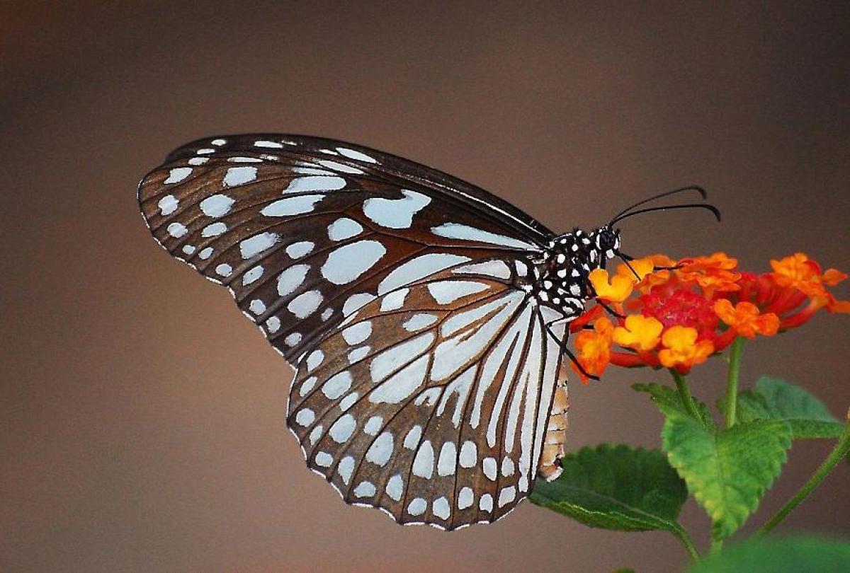 blue tiger butterfly