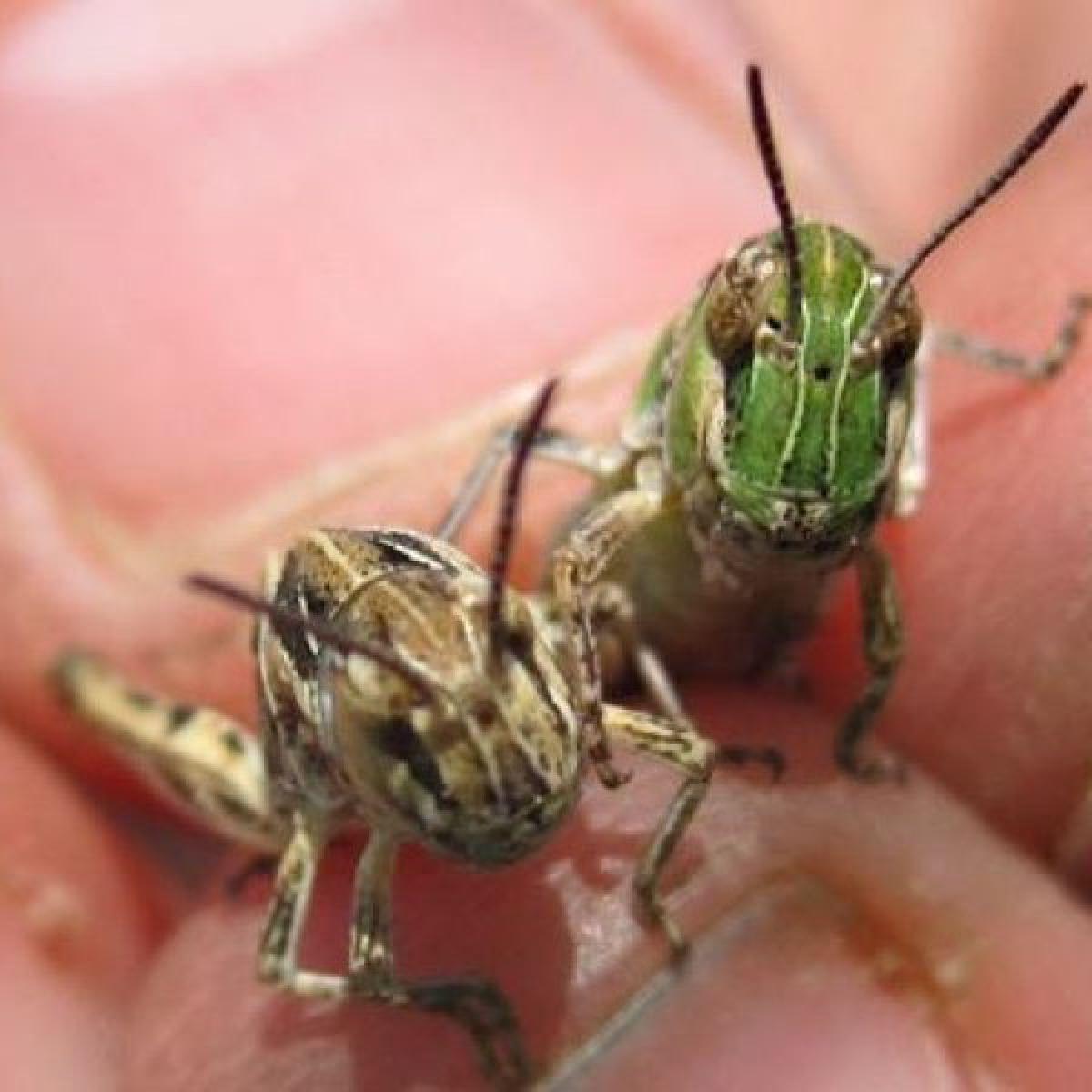 Swarm Science