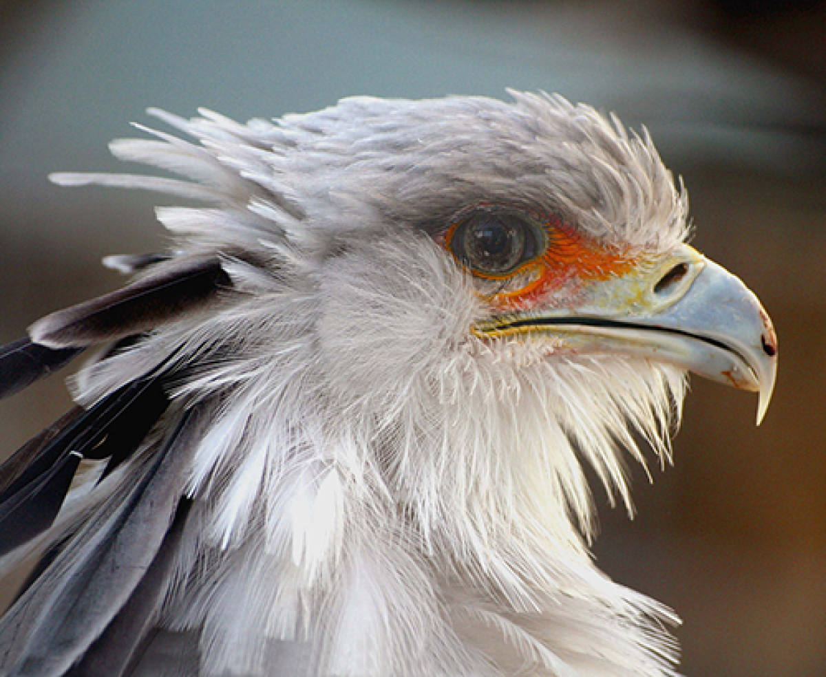 Secretary bird