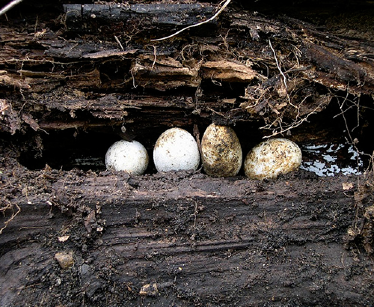 Reptile eggs