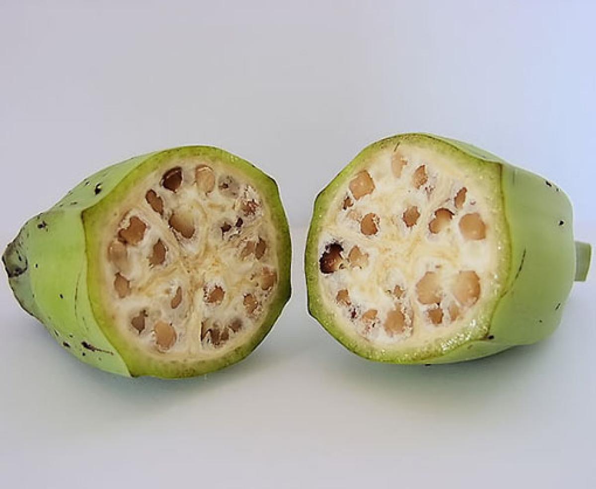 Wild bananas