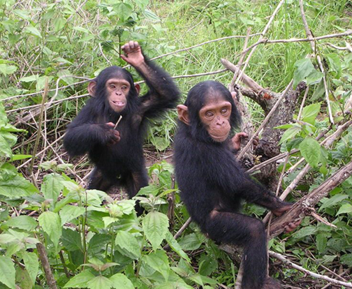 Chimpanzees