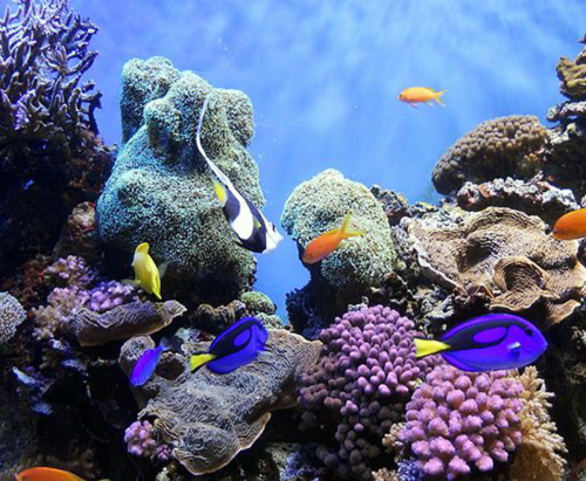 Coral reef ecosystem