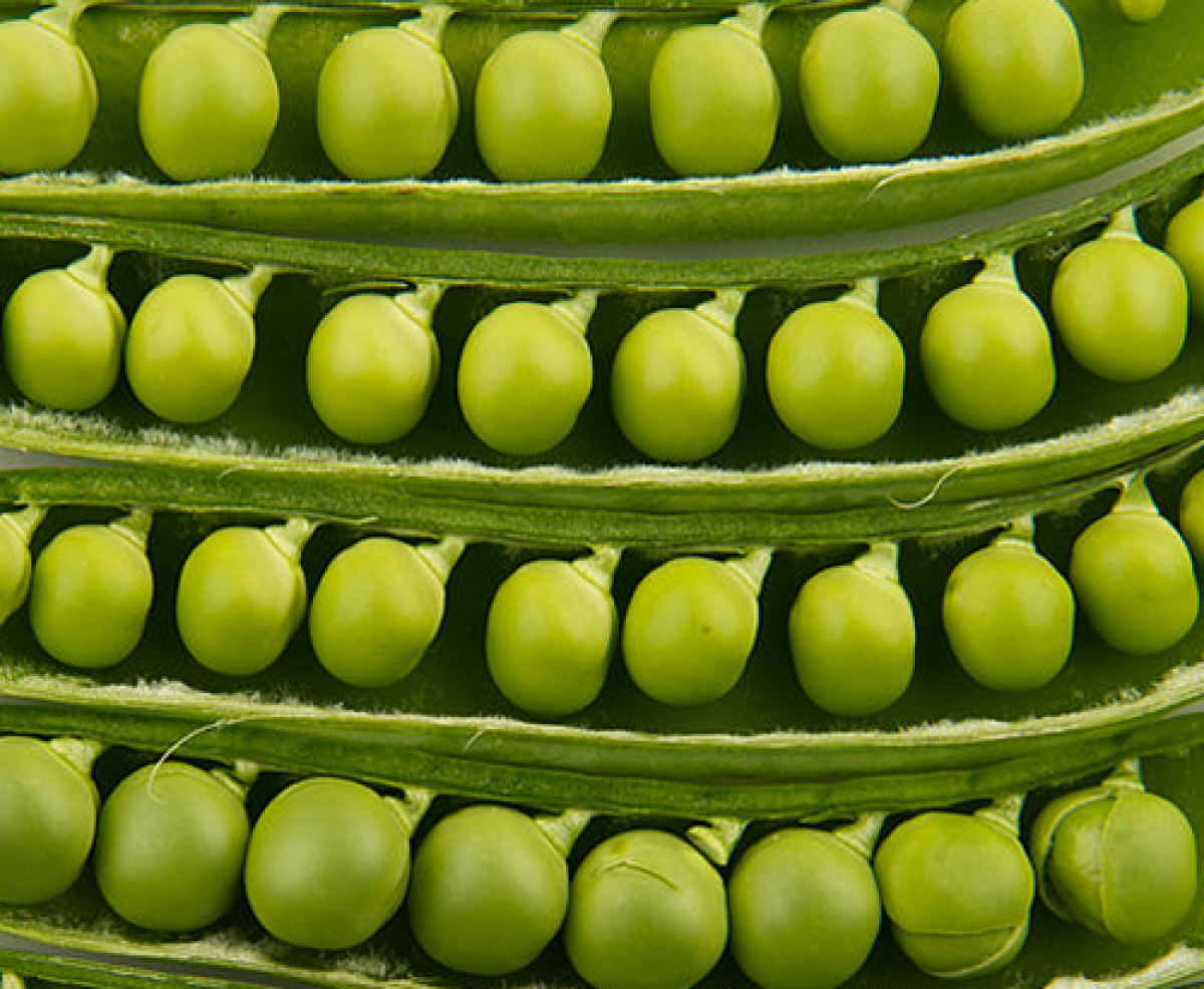 Peas in pods