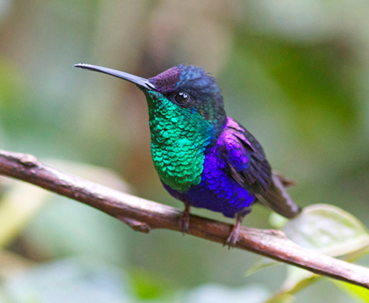 violet crowned woodnymph hummingbird