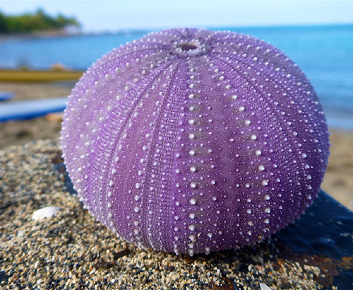 Sea urchin test