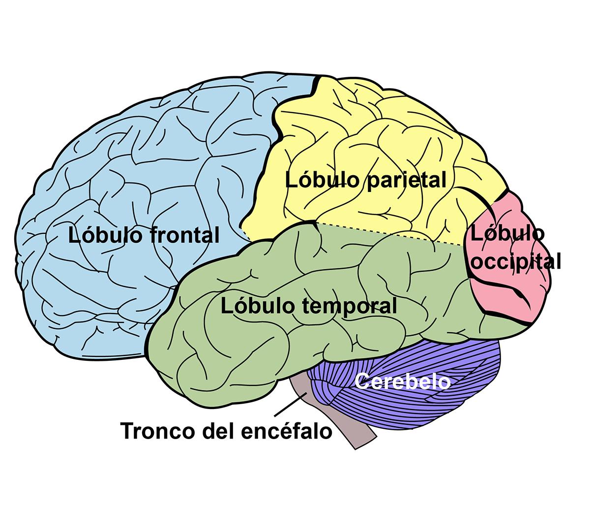 el cerebelo y los lóbulos del cerebro